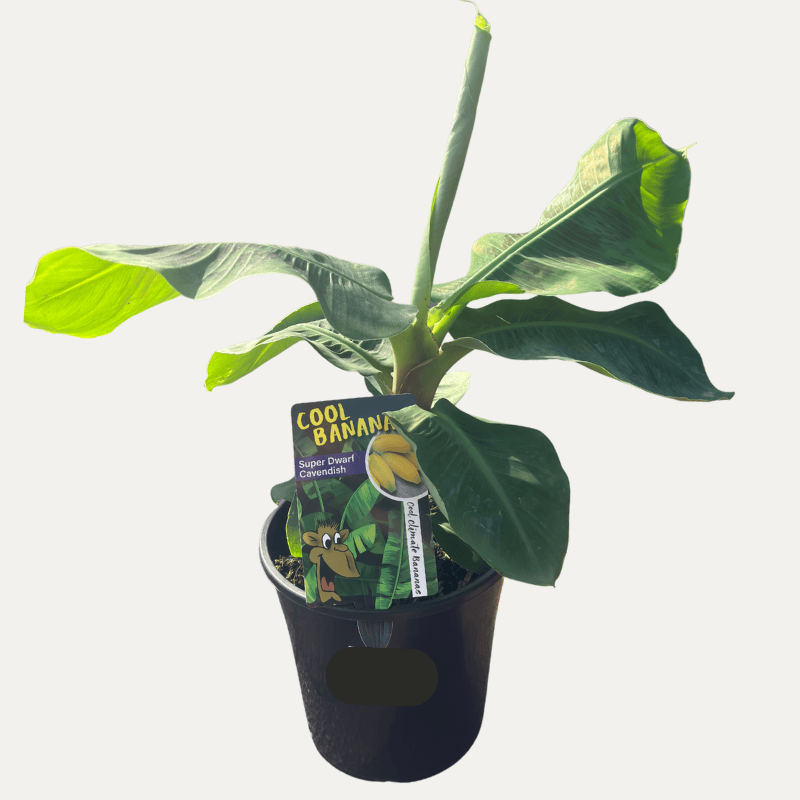 Banana Super Cavendish Dwarf 20cm