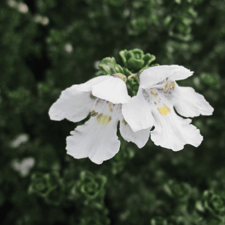 Prostanthera Cool Mint 14cm
