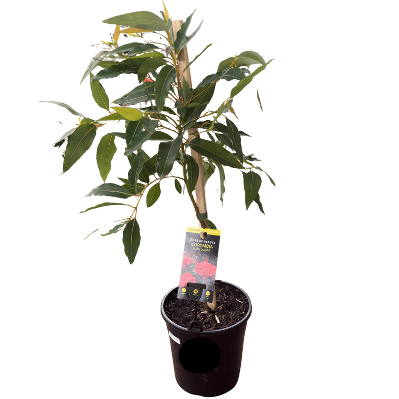 Corymbia Baby Scarlet 20cm