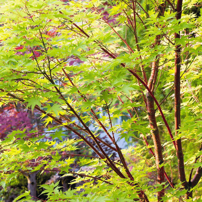 Acer palmatum Senkaki 50cm