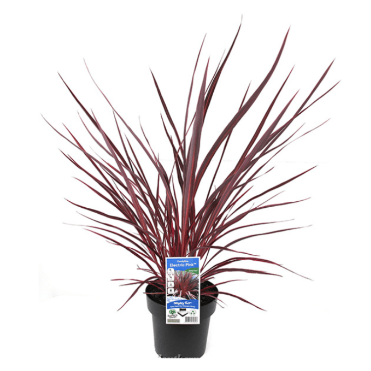 Cordyline Electric Pink 18cm