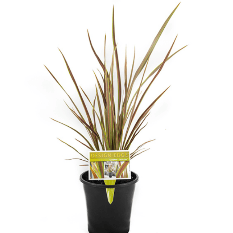 Cordyline Electric Star 18cm