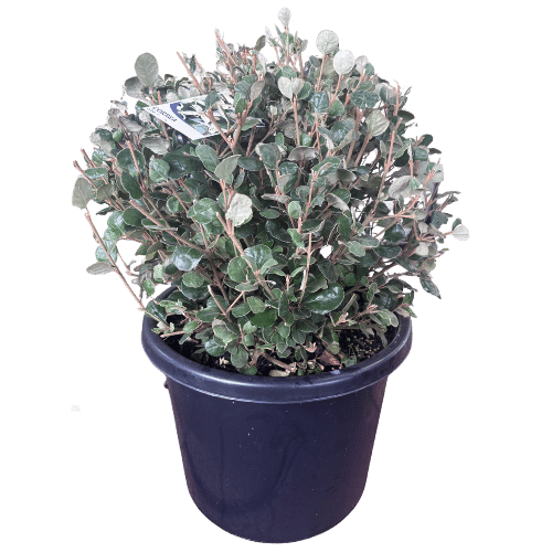 Correa alba Ball 33cm