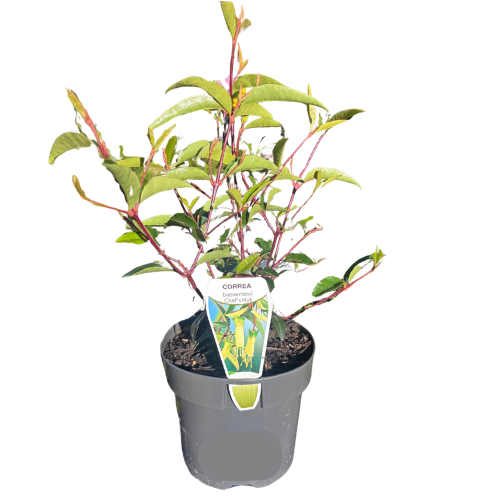 Correa baeuerlenii Chefs Cap 14cm