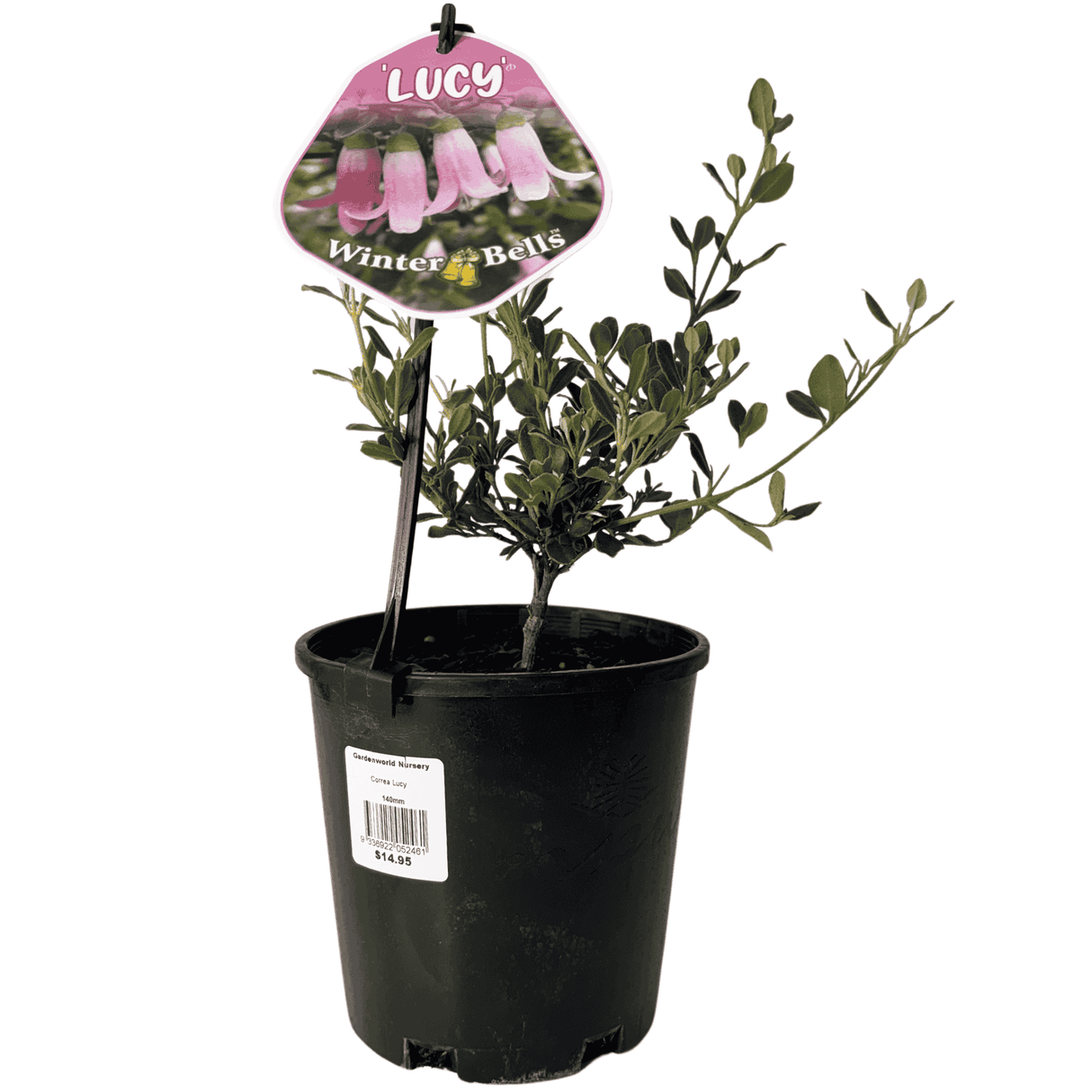 Correa Lucy 14cm