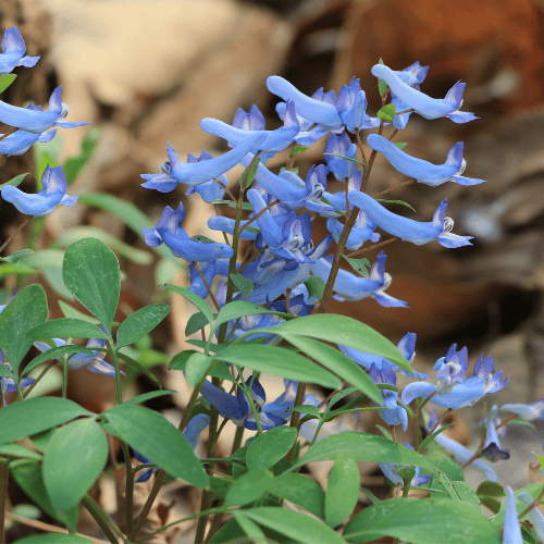 Corydalis 'Porcelain Blue' 18cm