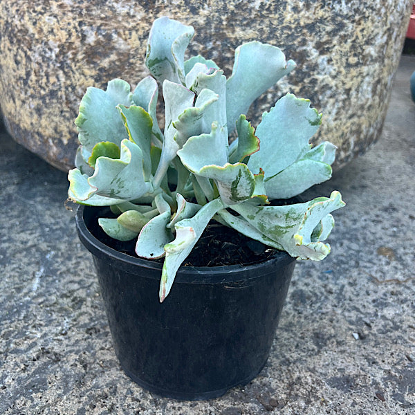 Cotyledon Blue Waves 20cm