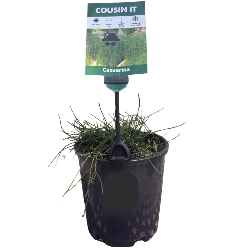 Casuarina 'Cousin It' 14cm