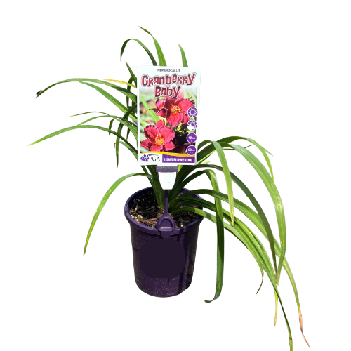 Hemerocallis Cranberry Baby 14cm