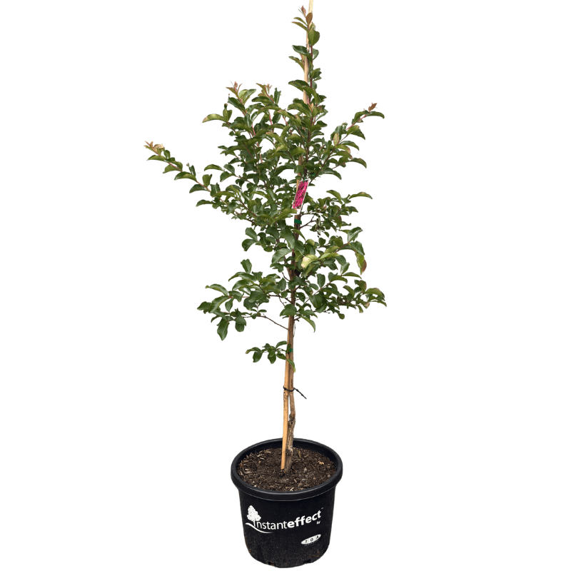 Crepe Myrtle - Lagerstroemia ‘Tuscarora’ 33cm