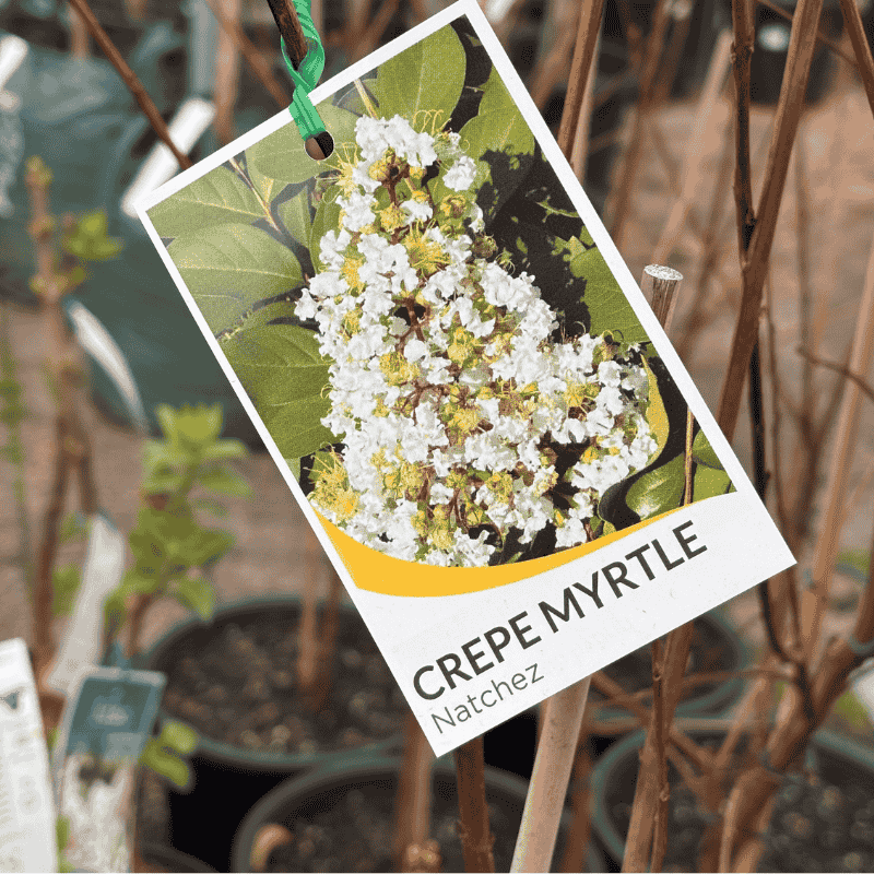 Lagerstroemia Natchez 27cm