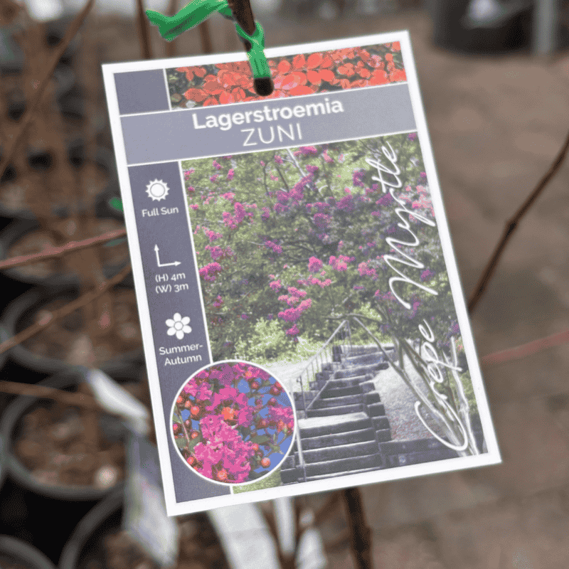 Lagerstroemia Zuni 27cm