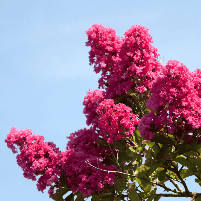Crepe Myrtle - Lagerstroemia ‘Tuscarora’ 33cm