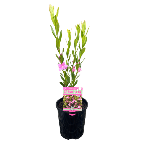Crowea Grand Star 14cm