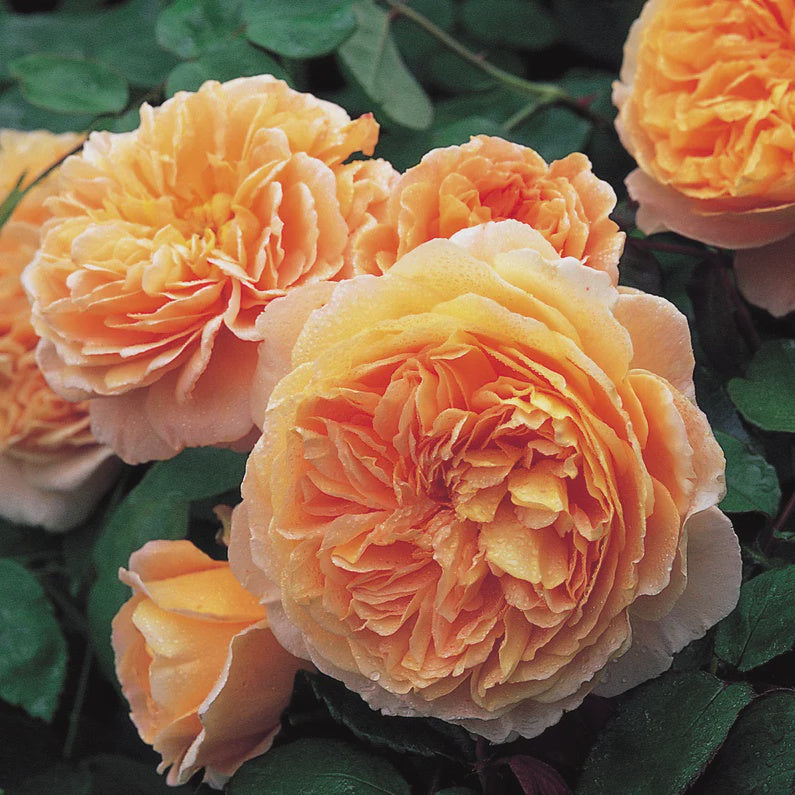 Rose Crown Princess Margareta 20cm