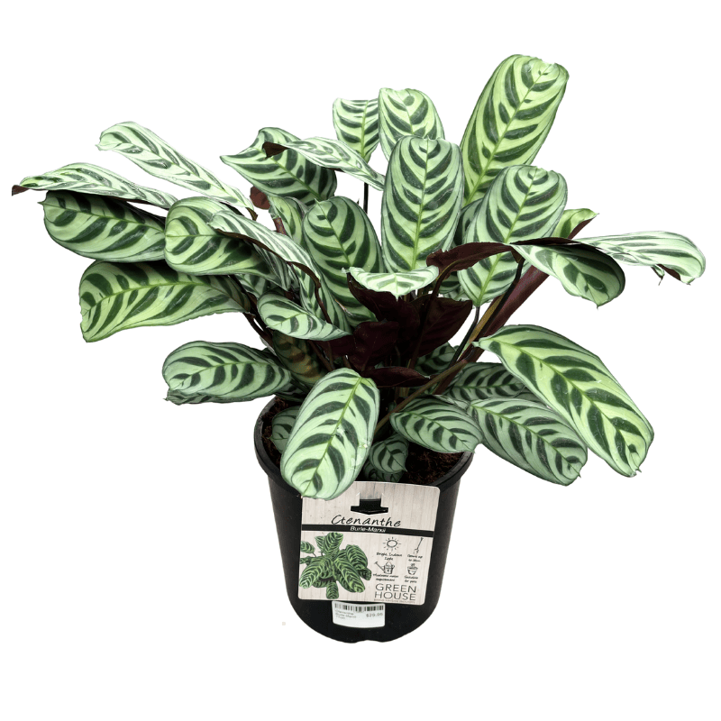 Ctenanthe Burle Marxii 17cm