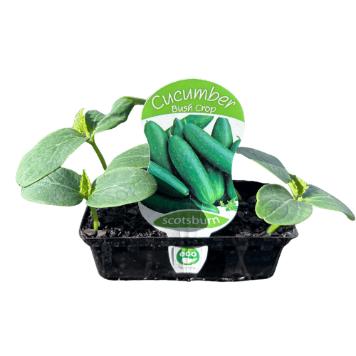 Cucumber Bush Crop