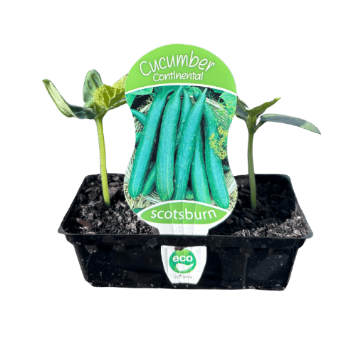Cucumber Continental
