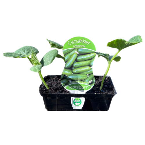 Cucumber Lebanese - punnet