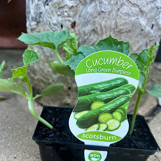 Cucumber Long Green Burpless