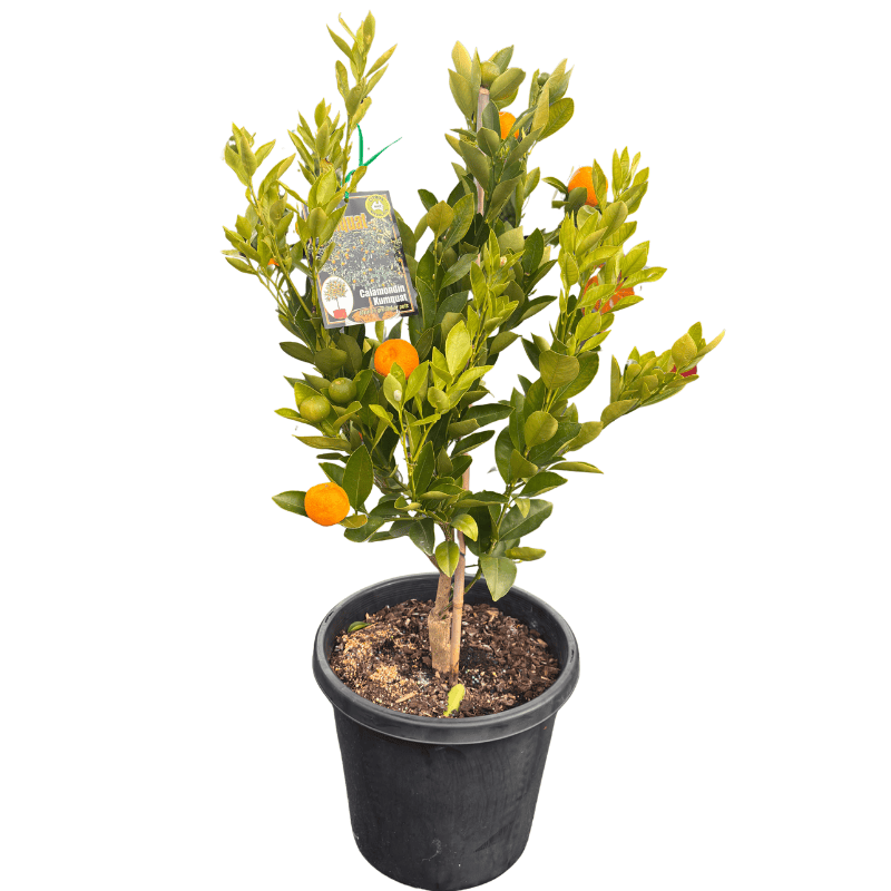 Cumquat Calamondin 33cm