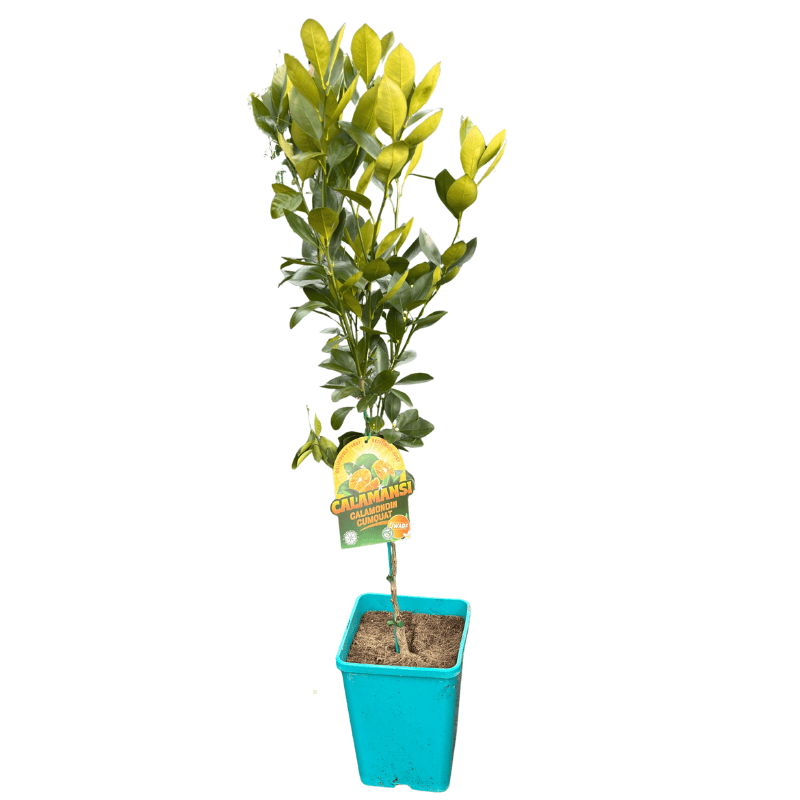 Cumquat Calamondin Dwarf 18cm