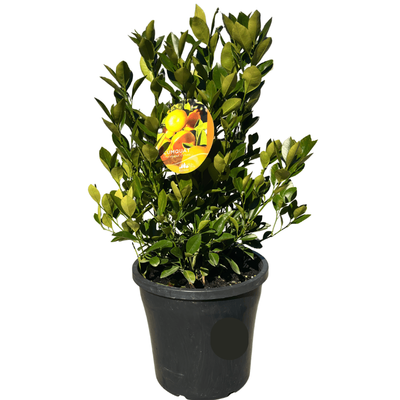 Cumquat Courtyard 25cm