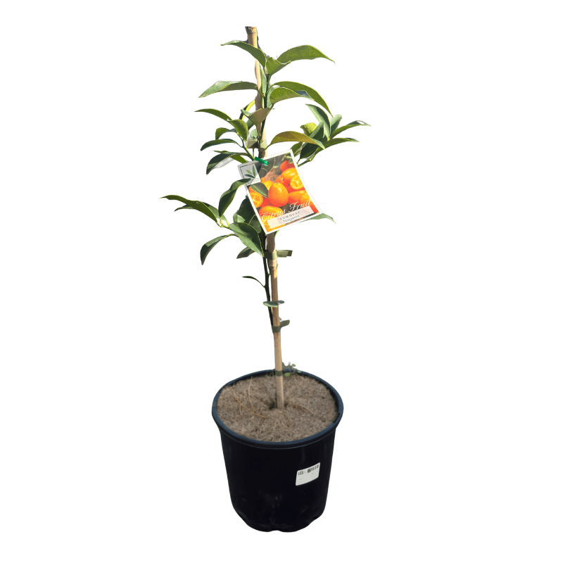 Cumquat Nagami 20cm