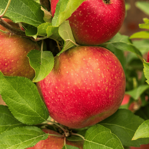 Apple Cumulus Columnar