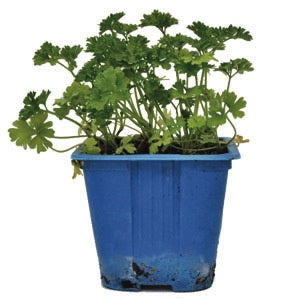 Parsley Curly 10cm