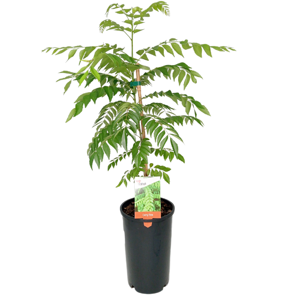 Murraya koenigii 17cm Curry Tree