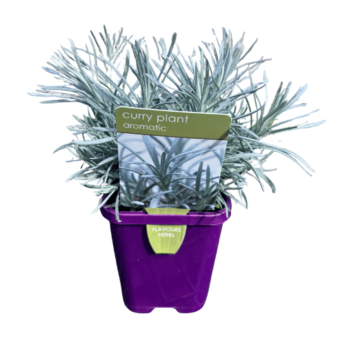 Curry Plant 10cm