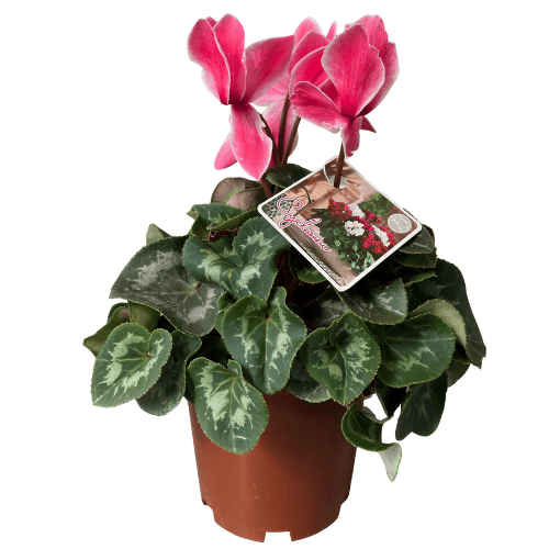 Cyclamen Assorted 14cm