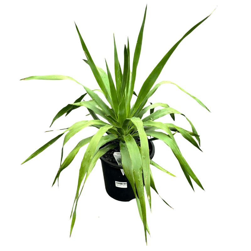 Dracaena draco 20cm