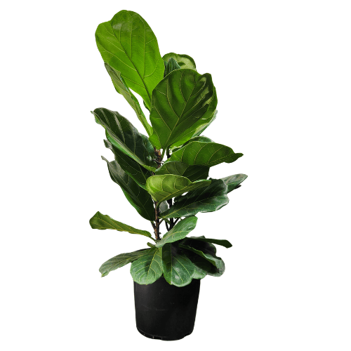 Ficus lyrata 25cm
