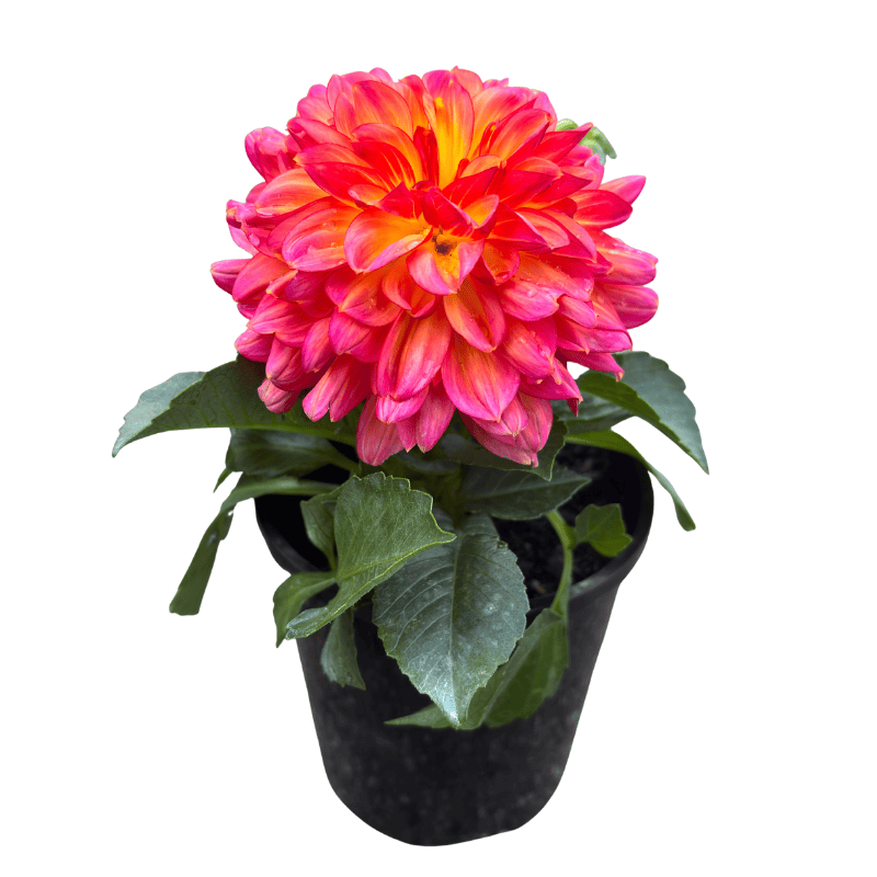 Dahlia Assorted 14cm
