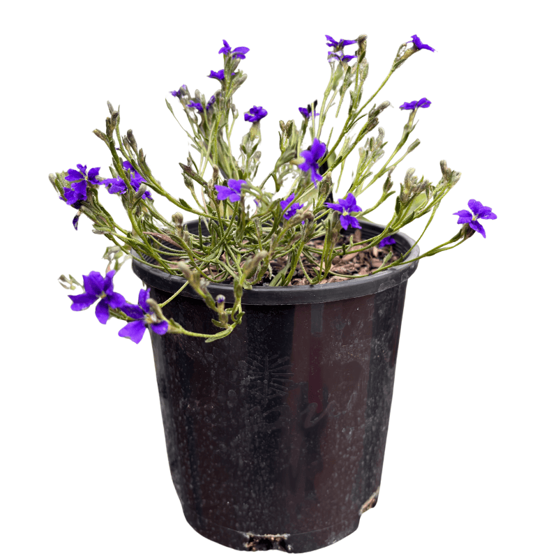 Dampiera linearis Violet Princess 14cm