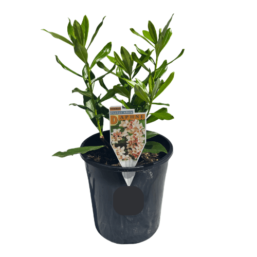 Daphne odora 20cm