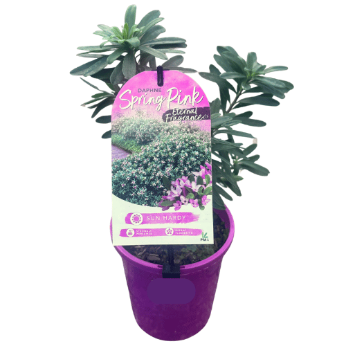 Daphne Spring Pink Eternal Fragrance 14cm