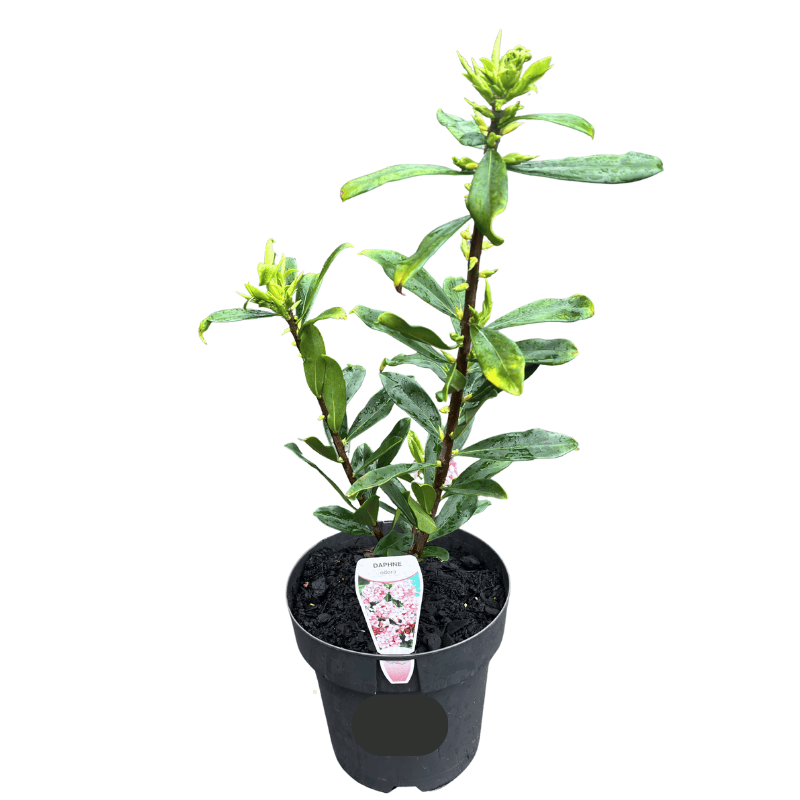 Daphne odora Assorted 18cm