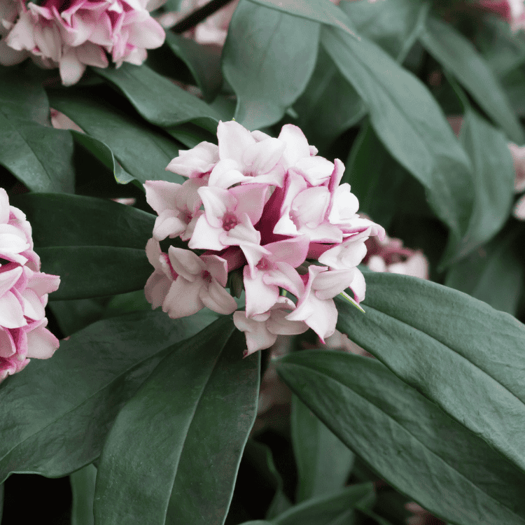 Daphne Perfume Princess White 25cm