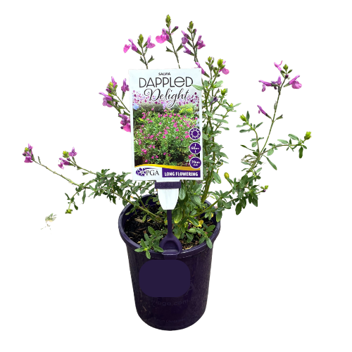 Salvia Dappled Delight 14cm