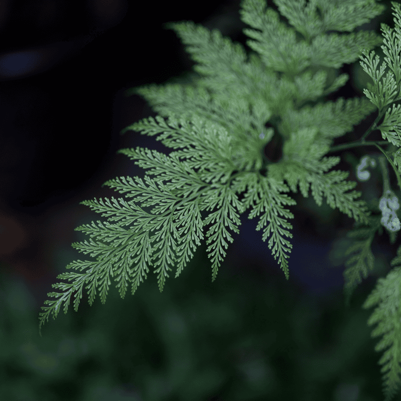 Davallia Hares Foot Fern 20cm Basket