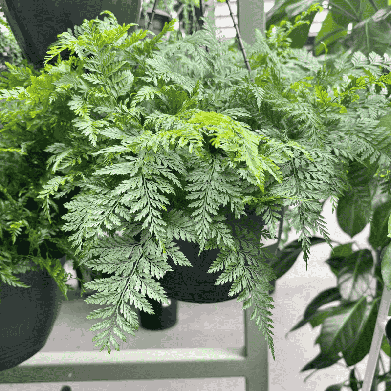 Davallia Hares Foot Fern 20cm Basket