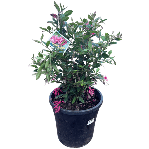 Grevillea Deua Flame 25cm