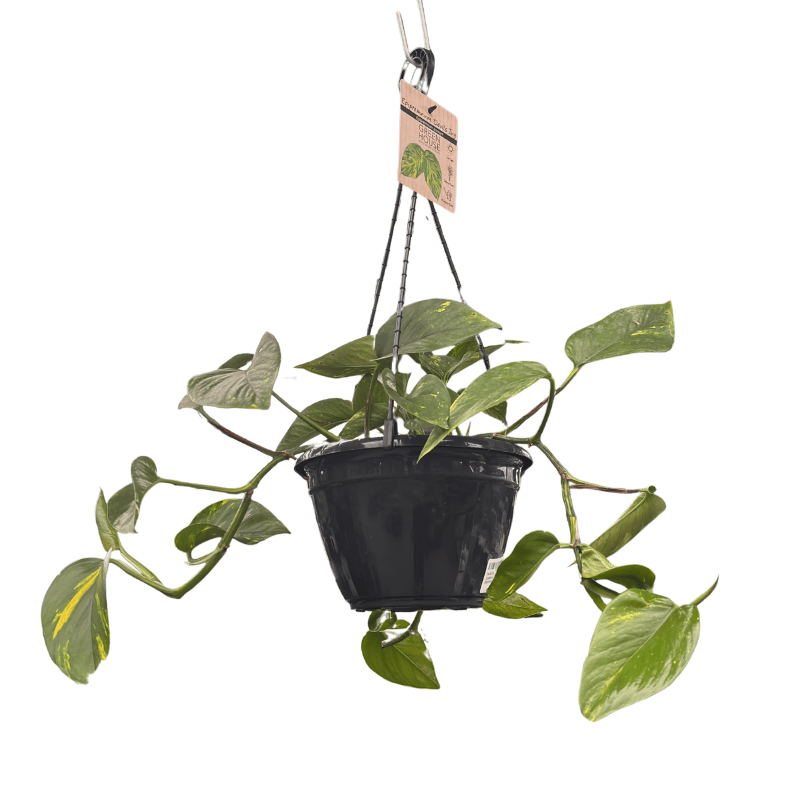 Epipremnum Aureum Devils Ivy 20cm Basket
