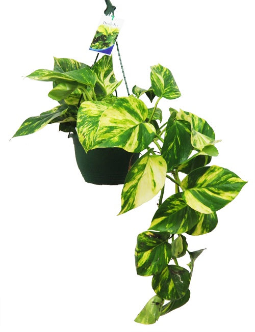 Devil's Ivy 'Goldilocks' 20cm Basket