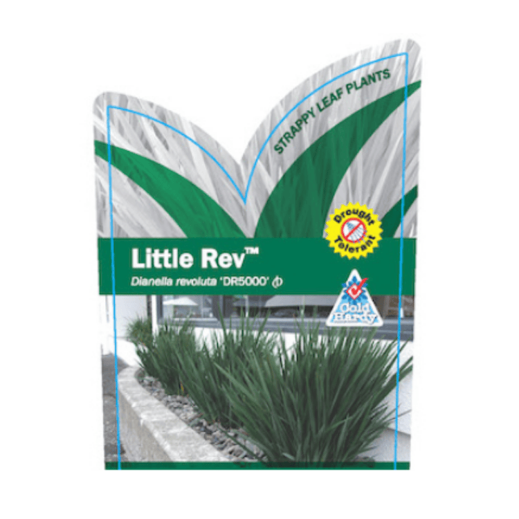Dianella revoluta Little Rev 14cm