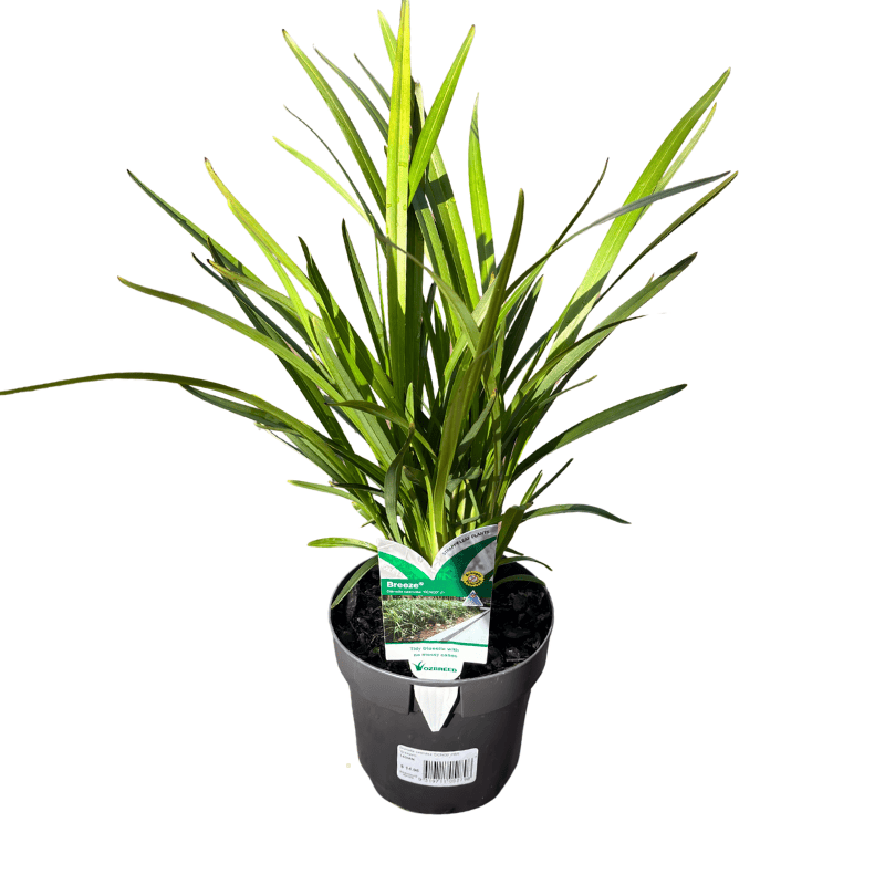 Dianella caerulea Breeze 14cm