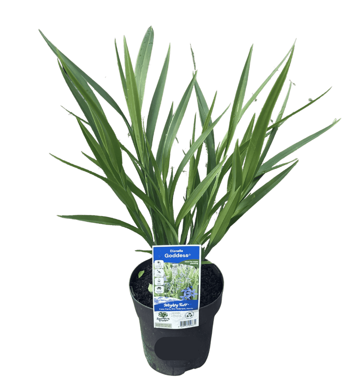 Dianella Goddess 18cm